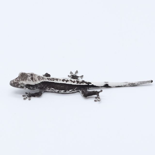 아잔틱