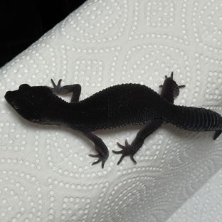 스노우 블랙나이트