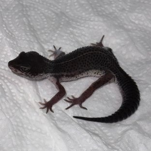 스노우 블랙나이트