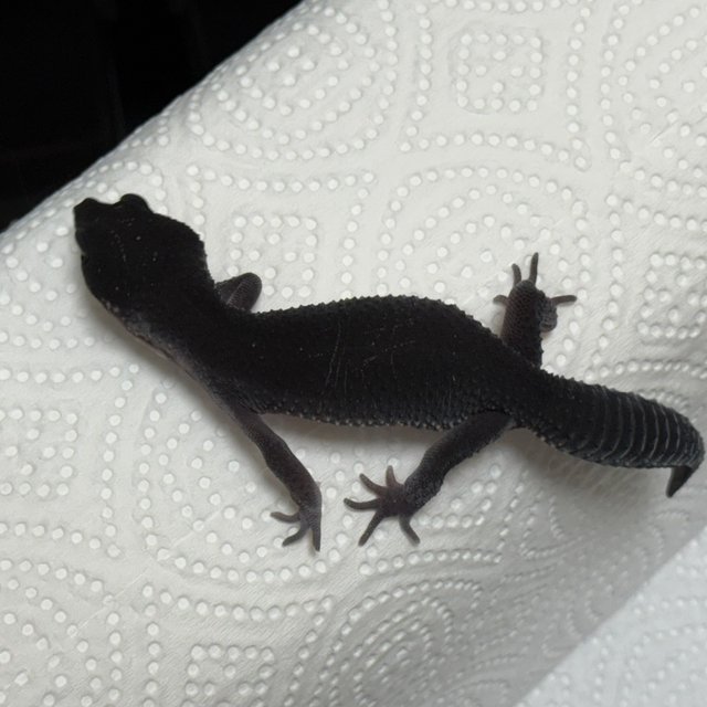 스노우 블랙나이트