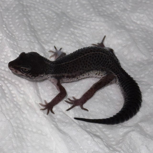 스노우 블랙나이트