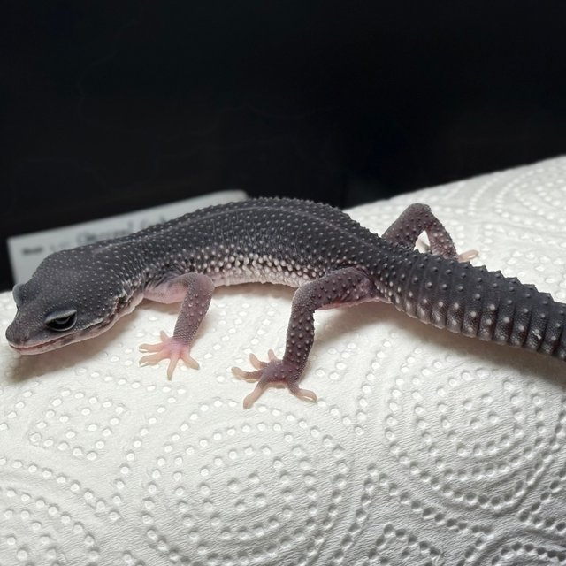 슈퍼스노우 블랙나이트