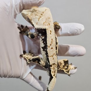 노멀 화이트스팟 드리피