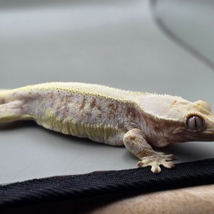 릴리화이트 레드