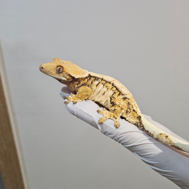 노멀 트라이 익스트림할리퀸