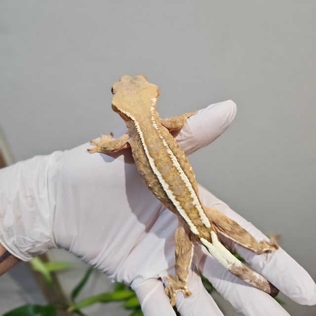 하이포 카푸치노 크림