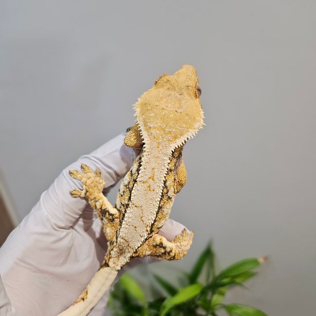 노멀 트라이 익스트림할리퀸