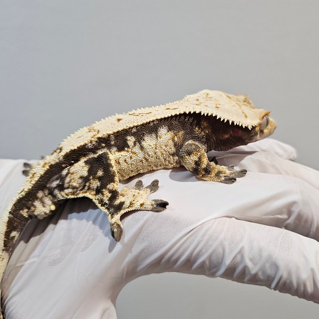 노멀 화이트스팟 드리피