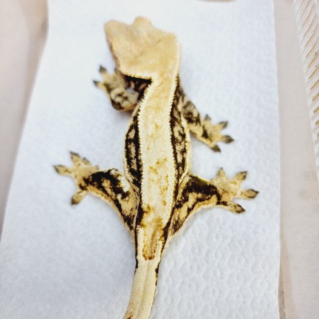 노멀 트라이 핀스트라이프 쿼드 드리피