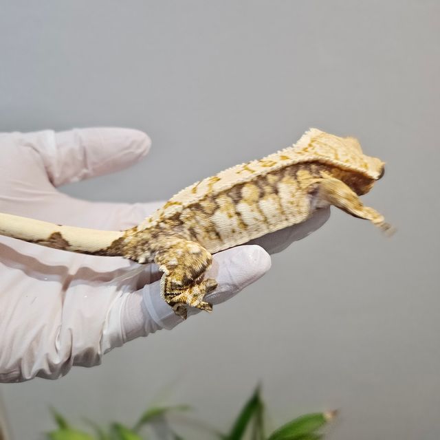 노멀 트라이 익스트림할리퀸