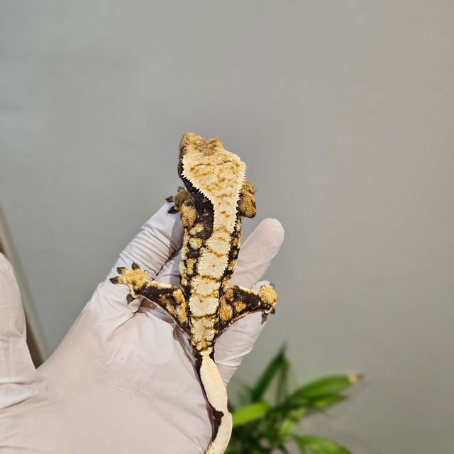 노멀 트라이 드리피 익스트림할리퀸