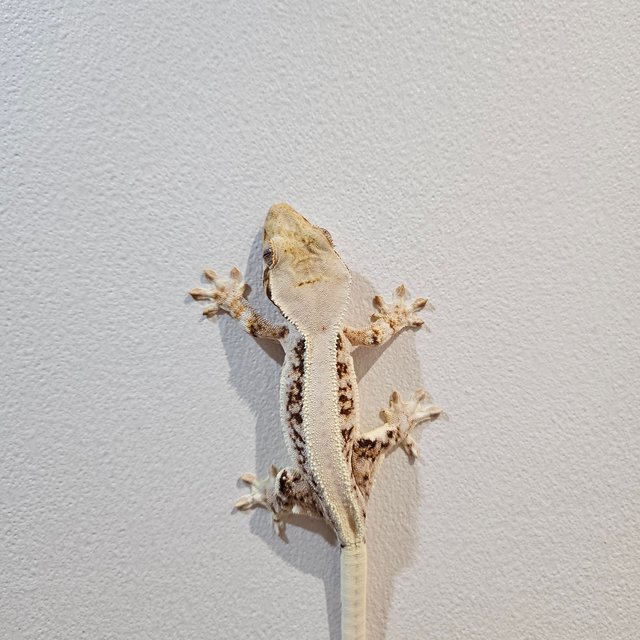 릴리화이트 레드 트라이