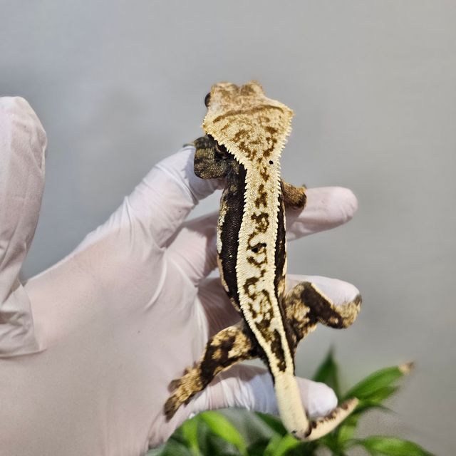 노멀 오닉스 풀핀 쿼드