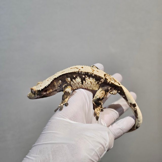 노멀 화이트스팟 드리피