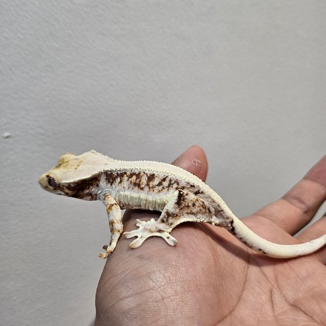 릴리화이트 레드 트라이