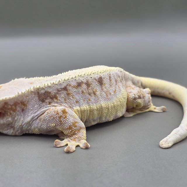 릴리화이트 레드