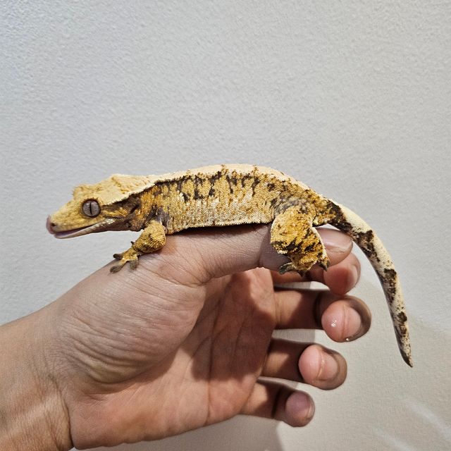 노멀 트라이 익스트림할리퀸