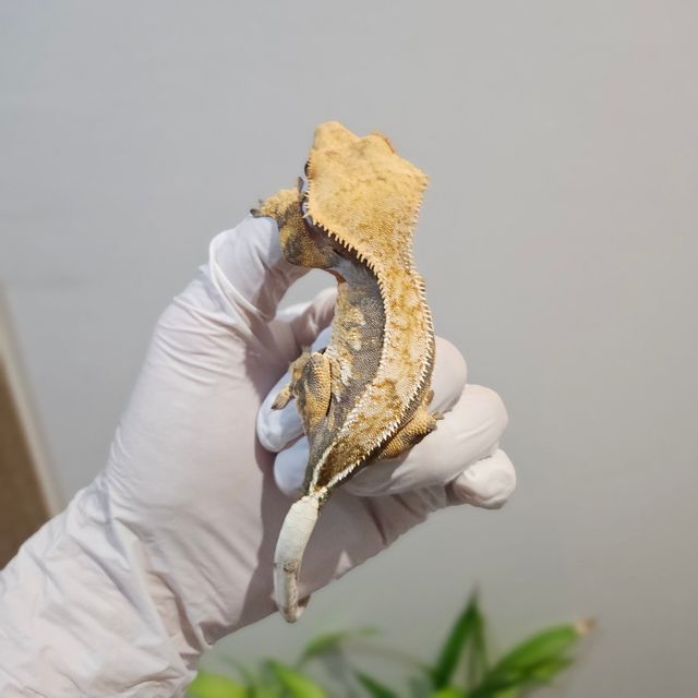 노멀 트라이 핀스트라이프 할리퀸