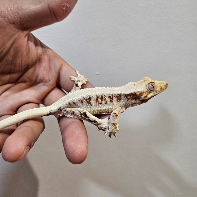 릴리화이트 레드 트라이