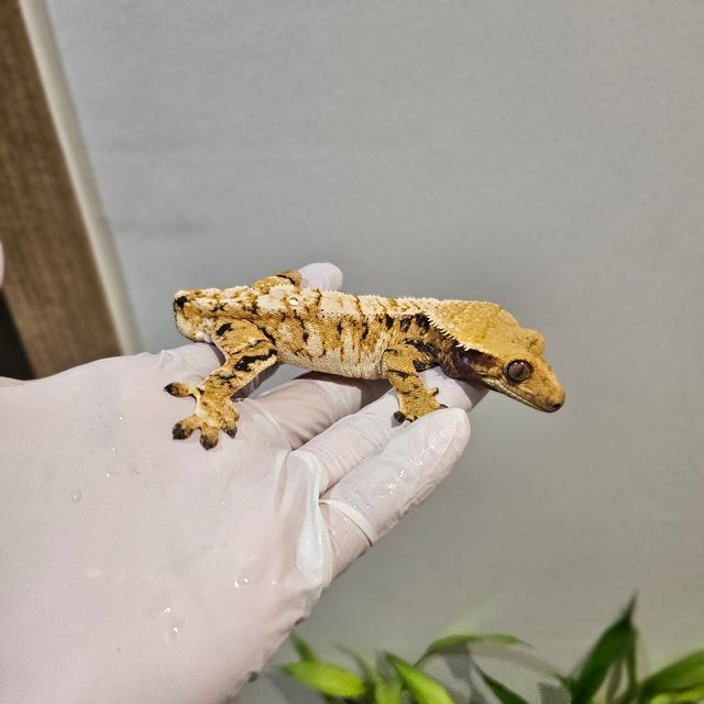 노멀 트라이 익스트림할리퀸 바브