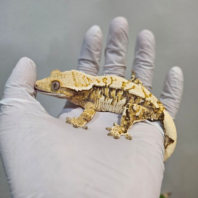 노멀 트라이 익스트림할리퀸