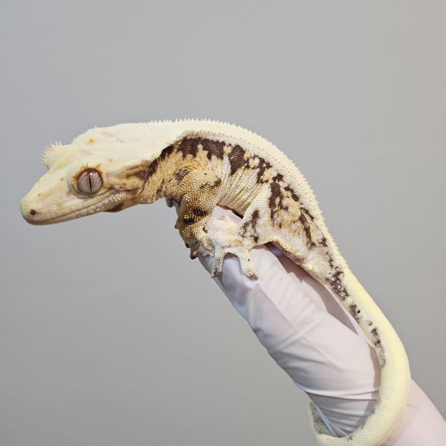 릴리화이트 트라이