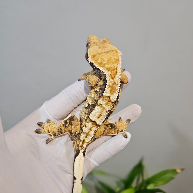 트라이 노멀 익스트림할리퀸