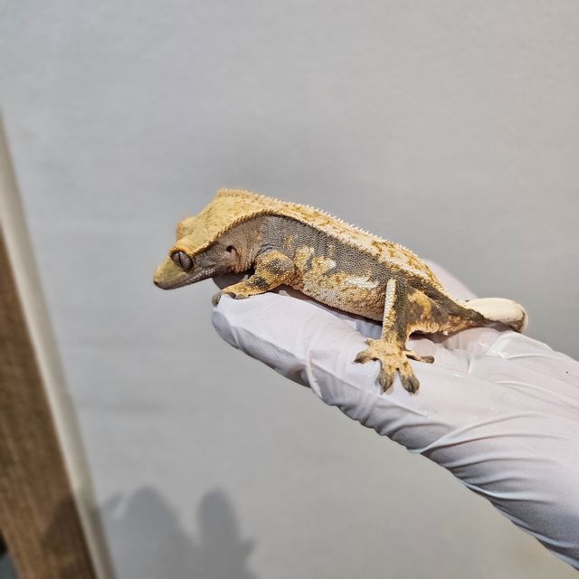 노멀 트라이 핀스트라이프 할리퀸