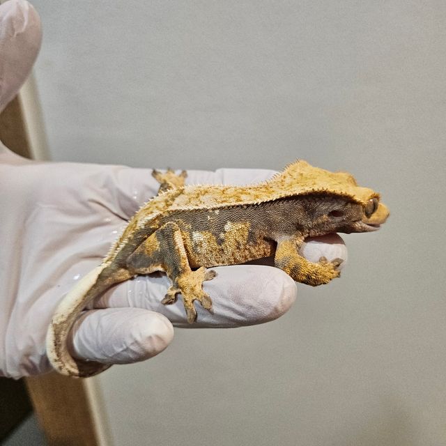 노멀 트라이 핀스트라이프 할리퀸