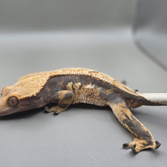 노멀 트라이 할리퀸 핀스트라이프