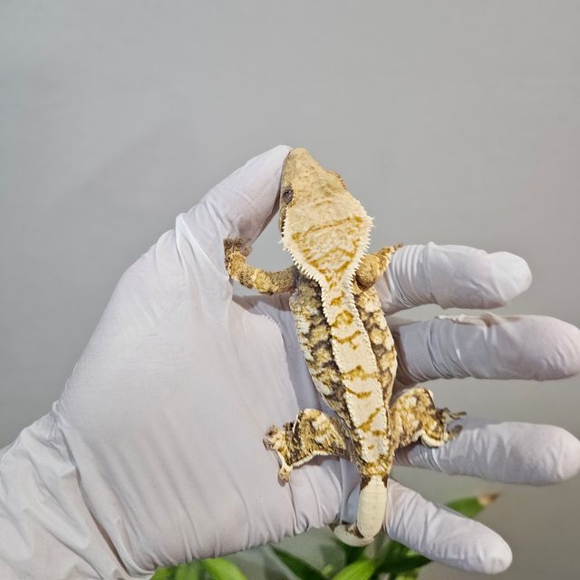 노멀 트라이 익스트림할리퀸