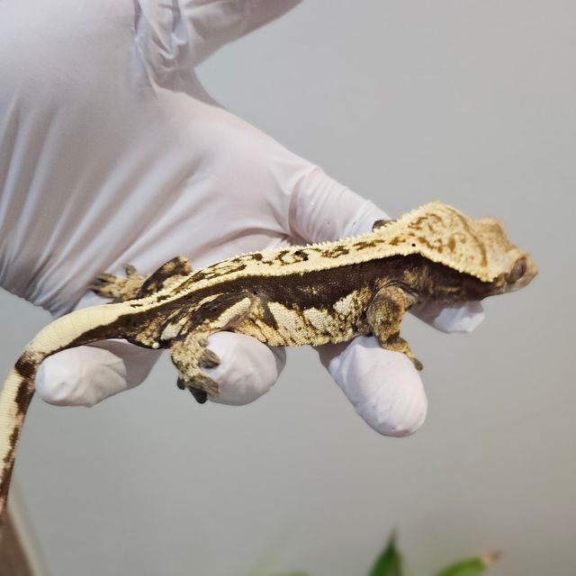 노멀 오닉스 풀핀 쿼드