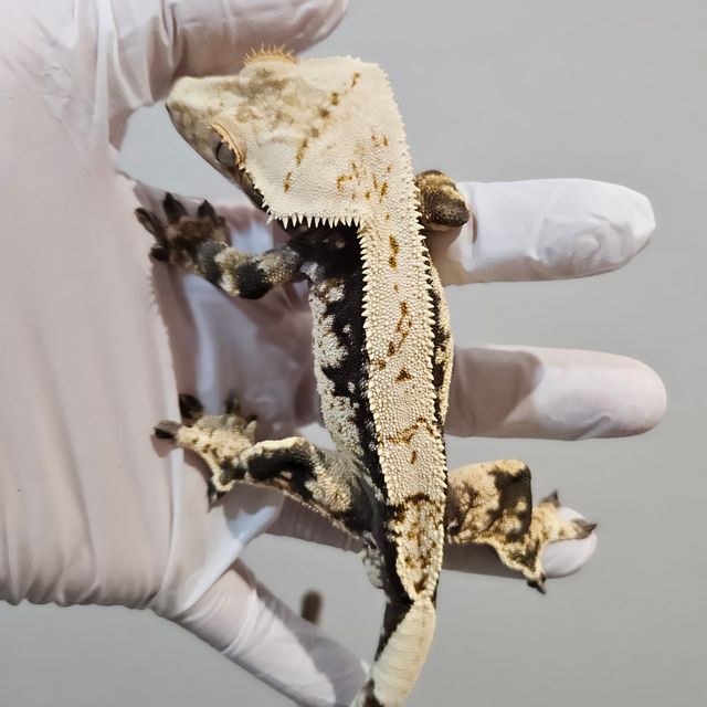 노멀 핀스트라이프 쿼드 화이트스팟 드리피