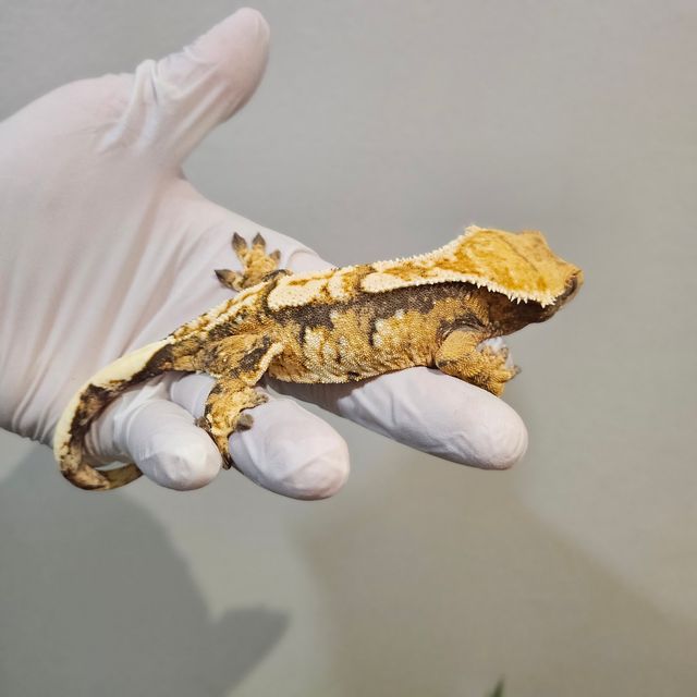 트라이 노멀 익스트림할리퀸