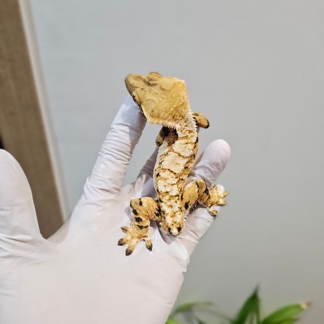 노멀 트라이 익스트림할리퀸 바브