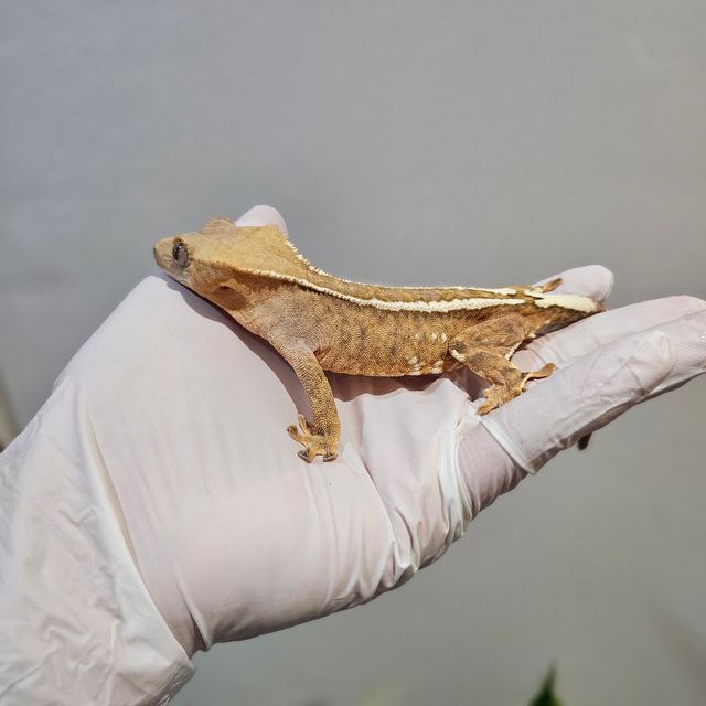 하이포 카푸치노 크림