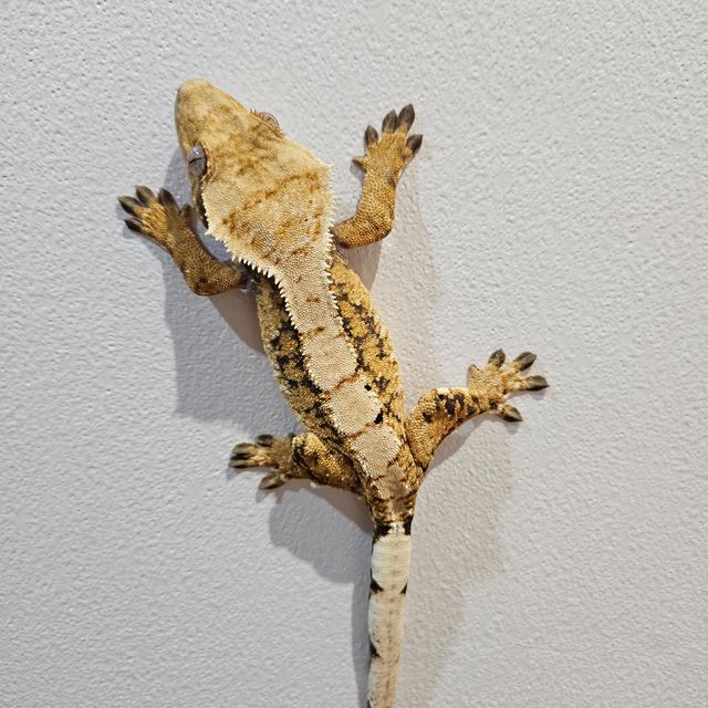 노멀 트라이 익스트림할리퀸