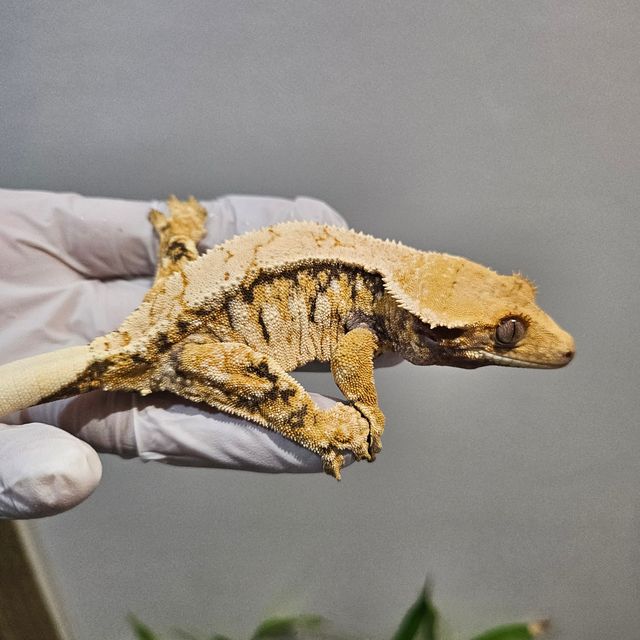 노멀 트라이 익스트림할리퀸