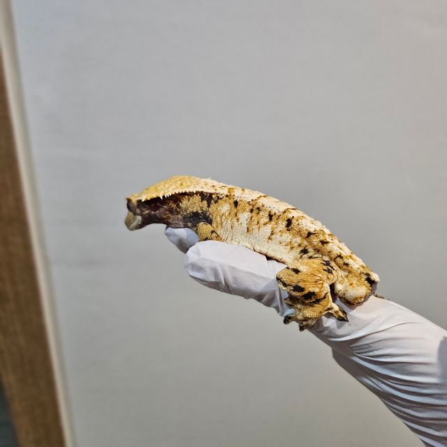 노멀 트라이 익스트림할리퀸 바브