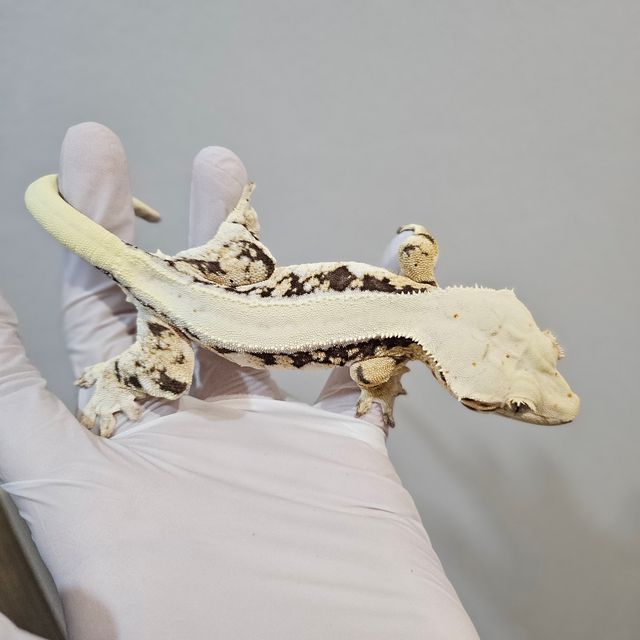 릴리화이트 트라이