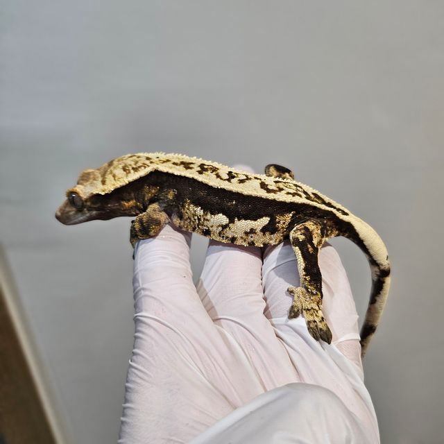 노멀 오닉스 풀핀 쿼드