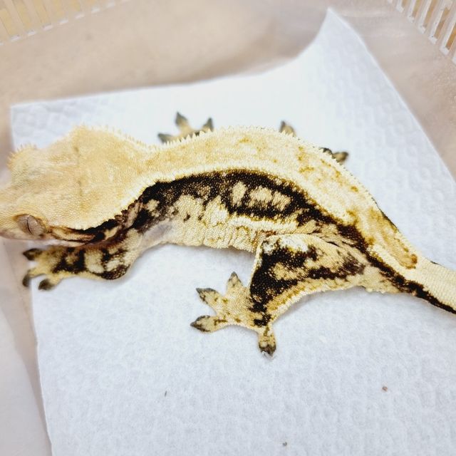 노멀 트라이 핀스트라이프 쿼드 드리피