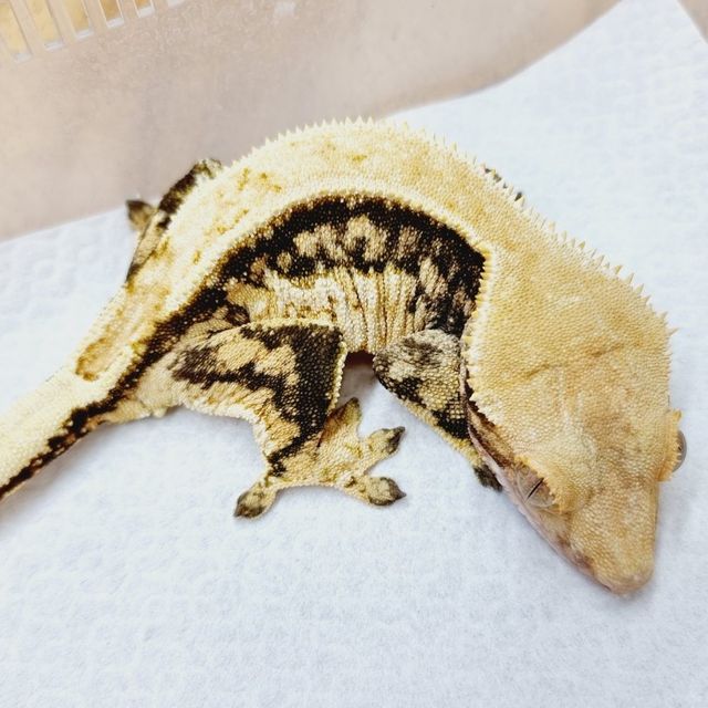 노멀 트라이 핀스트라이프 쿼드 드리피