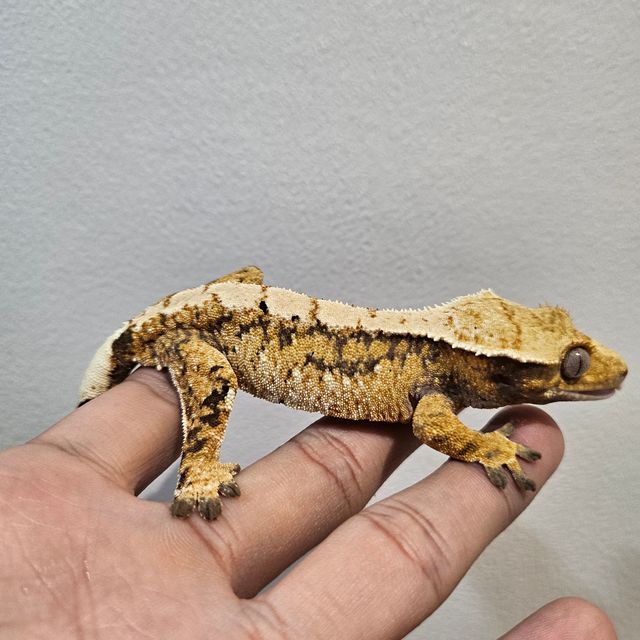 노멀 트라이 익스트림할리퀸