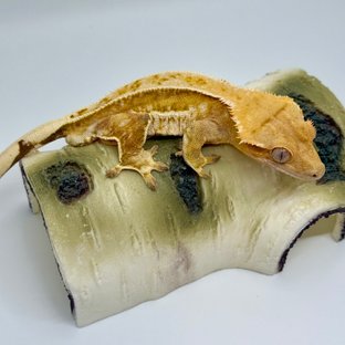 크림 풀핀