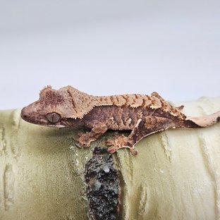 포카리5