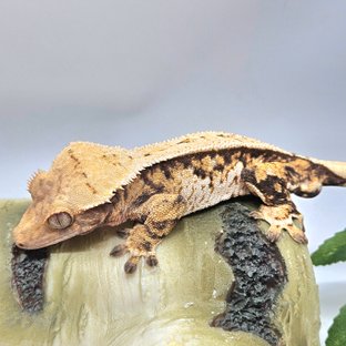 노멀 트라이 풀핀 화이트스팟