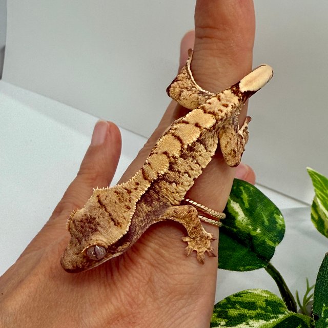 노멀 트라이 할리퀸 화이트스팟