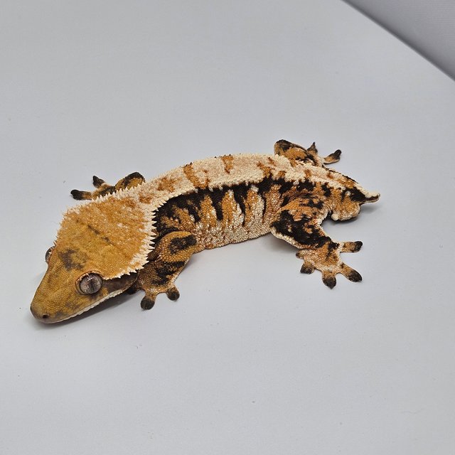 노멀 트라이 텐저린