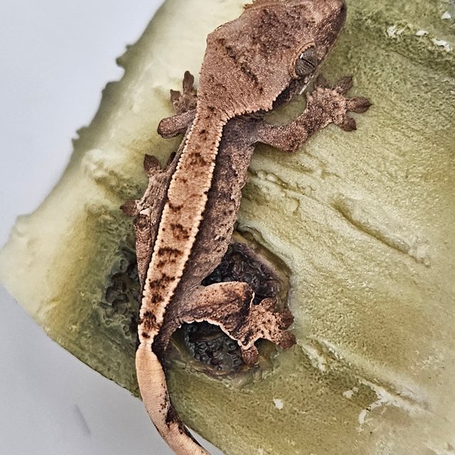 노멀 트라이 화이트스팟 핀스트라이프